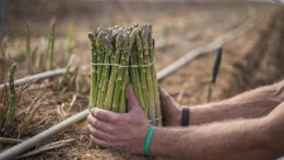 Éspárrago