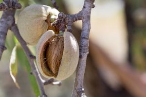 avispilla del almendro