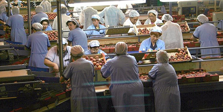 integración cooperativa agroalimentaria