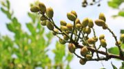 pistacho