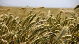 agroecología