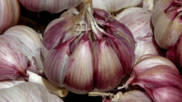 ajo