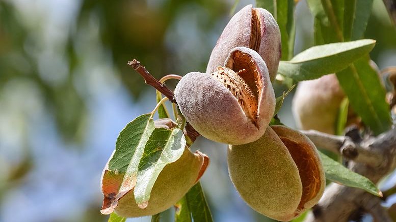 avispilla del almendro