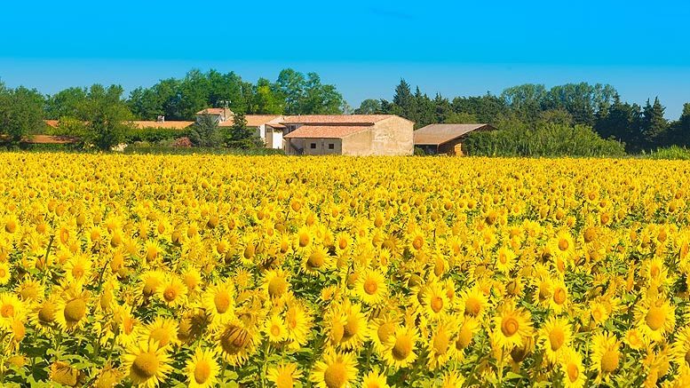 girasol