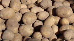 importación española de frutas y hortalizas