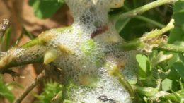 Xylella