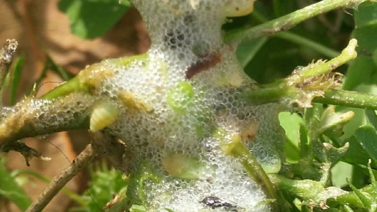 Xylella