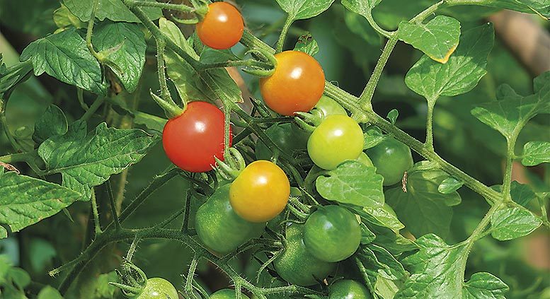 tomate