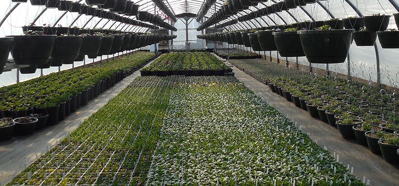Xylella