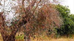 Xylella