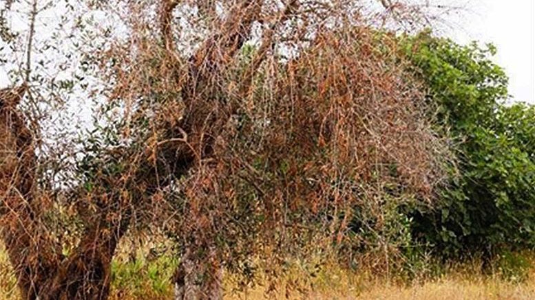 Xylella