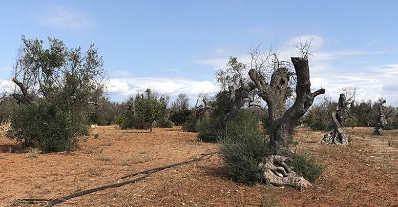 Xylella
