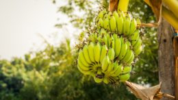 Plátano