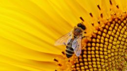 Abeja