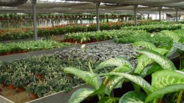 Xylella