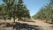 almendra