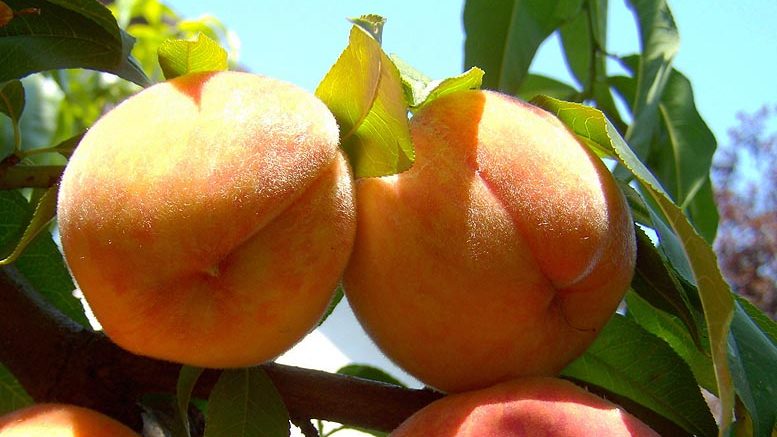 melocotón albaricoque