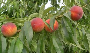 fruta de hueso