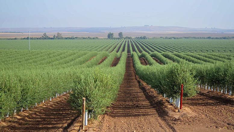 Xylella