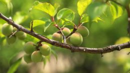 fruta en Extremadura
