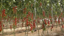 ecológico bajo invernadero