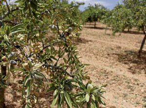 Xylella