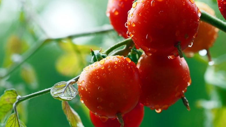 Tomate lluvia