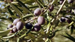 aceituna negra española