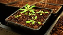 control biológico de plagas