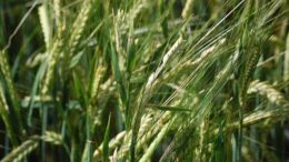 campo de Guadalajara