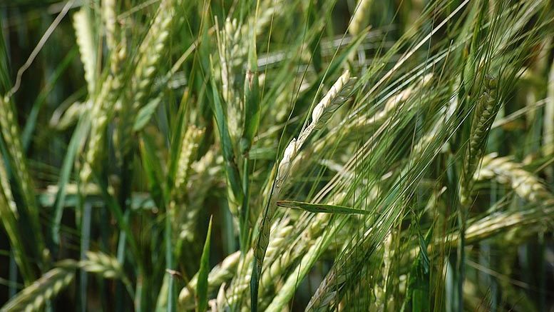 campo de Guadalajara