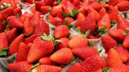 exportación agroalimentaria