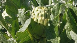alcachofa de verano