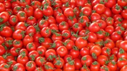Tomates