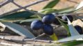 aceituna negra de mesa