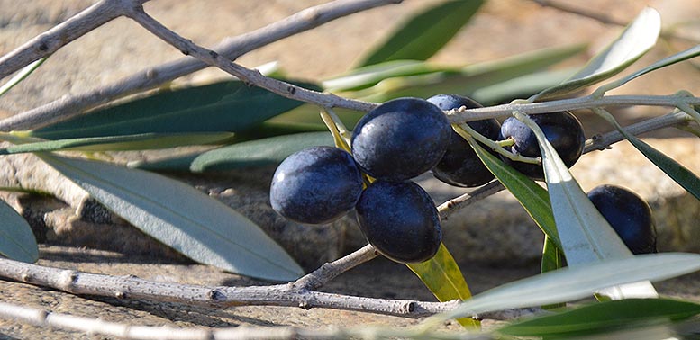 aceituna negra de mesa