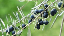 aceituna negra española