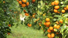 Mandarina Orri
