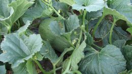 Melón y sandía de CLM