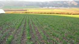 seguros agrarios