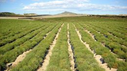 plantas aromáticas y medicinales