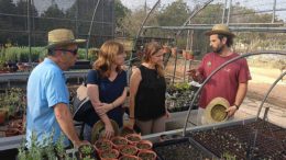 variedades hortícolas