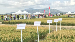 IRTA jornada arroz