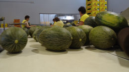 precios melon castilla la mancha