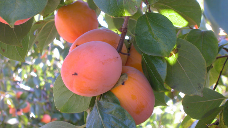 cosecha valenciana de caqui