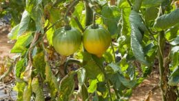 variedades vegetales