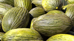 melón