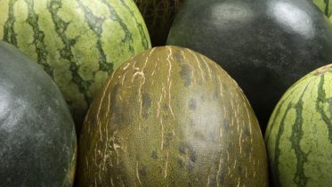 lonja melón 2018