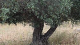 Olivar