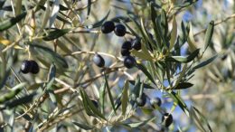 aceituna negra